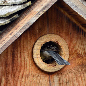 DSC 4635 Nest