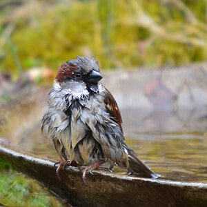 DSC 3807 Spatz