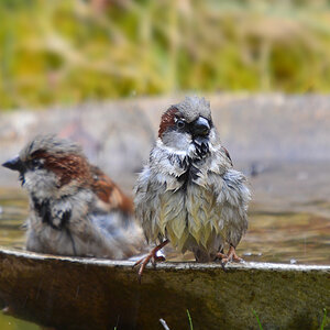 DSC 3804 Spatz