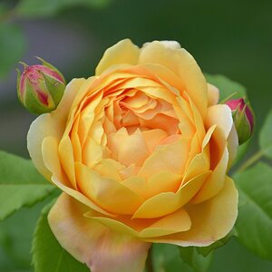 Blume 005