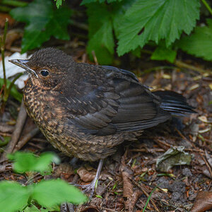 Amsel Jungvogel 1502