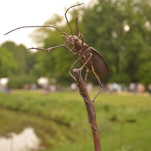 Insekten (2)