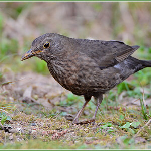 DSC 4832 Amsel