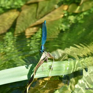 Blaue Libelle