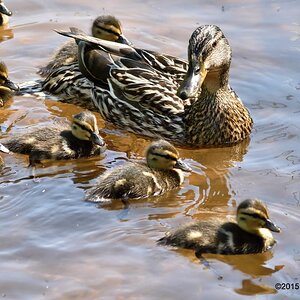 duckfambam