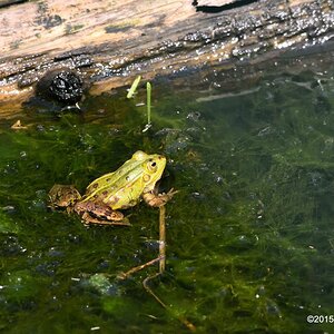 frog1