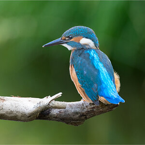 Eisvogel 0916