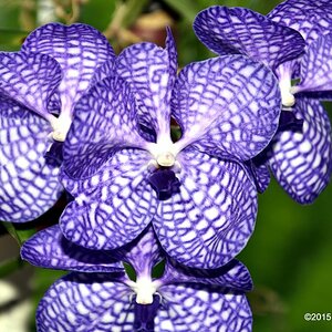 Vanda