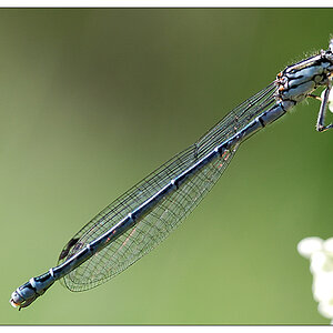 NC libelle2