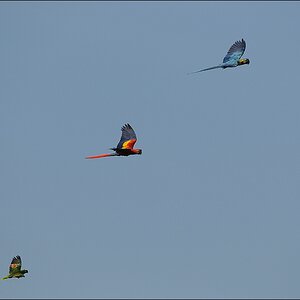 comp D30 8109