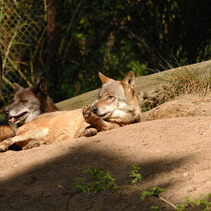 DSC 1523