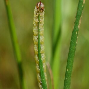 Raupe
