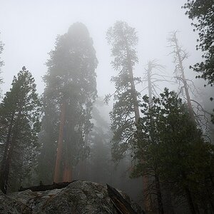 Redwoods im Nebel Yosemite