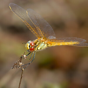 Libelle (in Spanien)