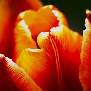 Tulpe in der Abenddämmerung