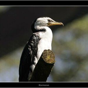 Vogelpark 06
