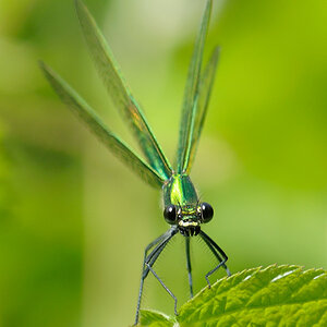 Prachtlibelle (Weibchen)