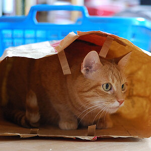 Tommy versteckt sich immer noch