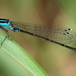 Libelle 005
