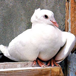 armenian dove