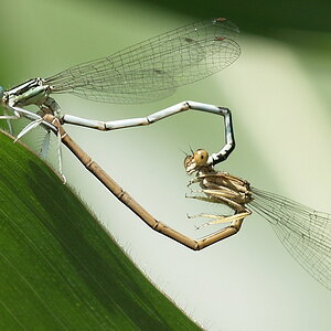 Libelle 001