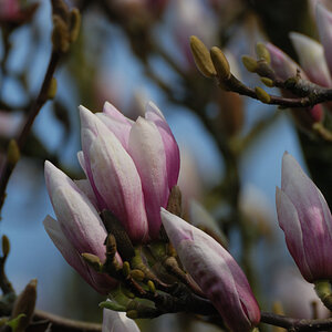Magnolie