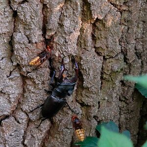 Hirschkäfer und Hornissen