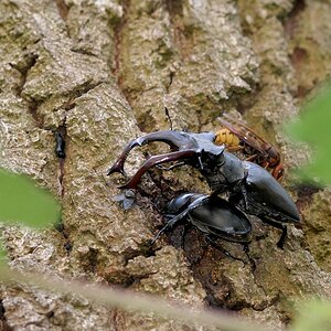 Hirschkäfer