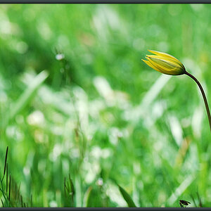 fruehling1