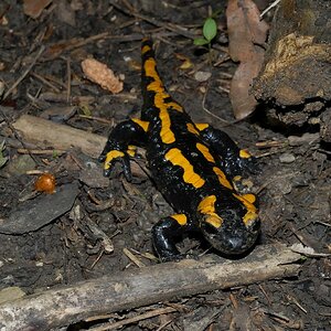 Feuersalamander