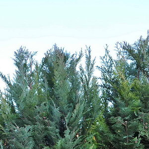 D700 CAs 06