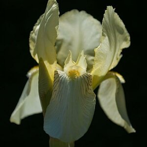 090523 0041 Schloss Wolfsgarten 2009