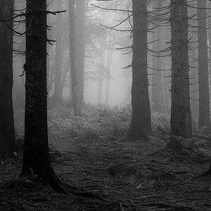 wald