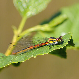 Adonislibelle