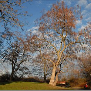 baum luisenpark