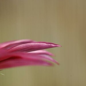 Blume12