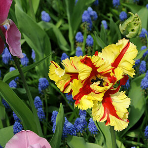 Tulpe ( 18-200 )