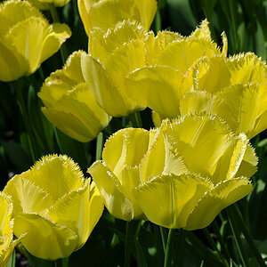 Tulpen ( 18-200 )