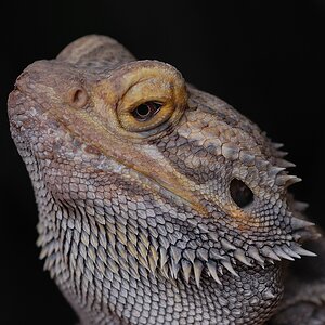 Tamron DSC 4645