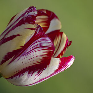 Tulpe