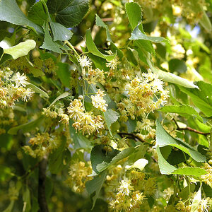 Lindenblüten

Die Sommer-Linde ist ein Baum, der Wuchshöhen von bis zu 40 Metern und Stammdurchmesser bis zu 1,8 Metern erreicht. Sie hat dunkelgrüne 