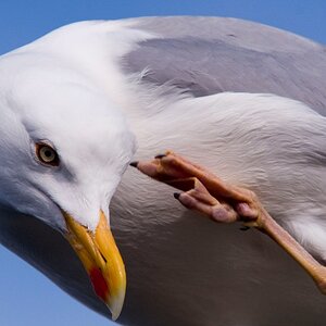 Möwe 1klein