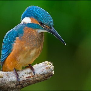 Eisvogel 1089 Bearbeitet