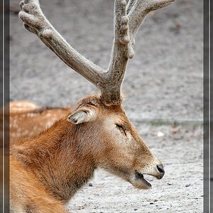 ISO 1000, 1/800 s, f/6.3, 600 mm.