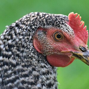 Huhn 052015