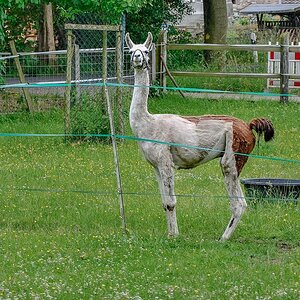Lama