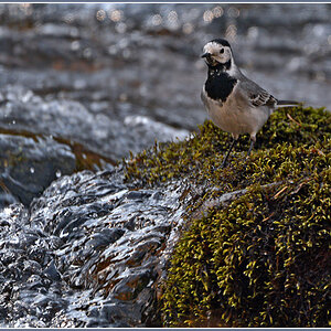 DSC 2479 Bachstelze 1000 R