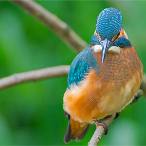 Eisvogel 1147
