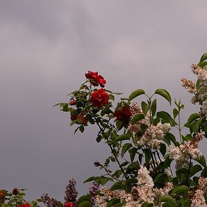 KR DSC 0423