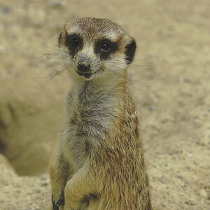 Erdmännchen vor Erdloch
